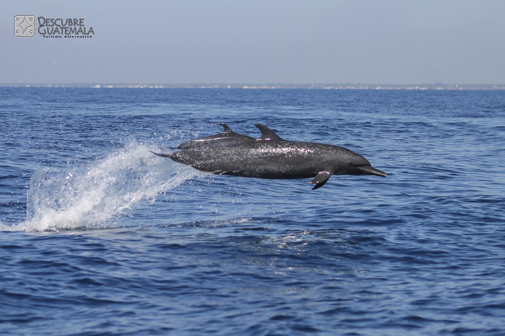 delfines_guatemala.jpg